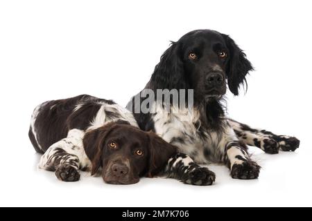 Piccoli cani munsterlander su sfondo bianco Foto Stock