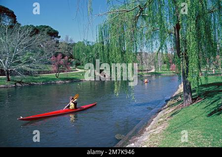 Australia. Adelaide. Parcheggio. Canoista sul fiume Torrens. Foto Stock