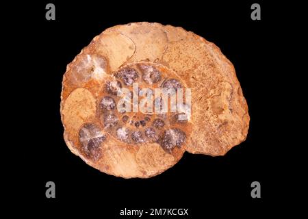 Campione di laboratorio di rocce e fossili, ammonite fossile Foto Stock