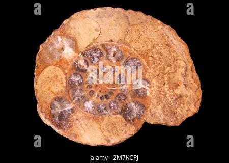Campione di laboratorio di rocce e fossili, ammonite fossile Foto Stock