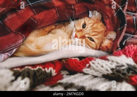 Carino zenzero gatto dorme in mucchio di abiti caldi. La camicia e la sciarpa in tartan rosso sono piegate in disordine. Soffice animale domestico cerca di mantenere caldo in casa fredda. Foto Stock