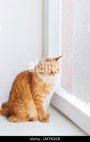 Gatto zenzero siede sul davanzale. Soffice animale domestico a casa mentre la neve cade all'esterno. Le buone finestre con doppi vetri rendono la casa calda e confortevole. Foto Stock