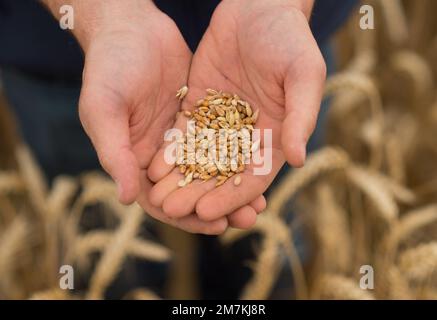 Dipartimento di Aveyron (Francia meridionale): Mani dell'agricoltore e orecchie di grano in estate. Coltivatore che controlla la maturità di spighe di grano prima del raccolto. Foto Stock