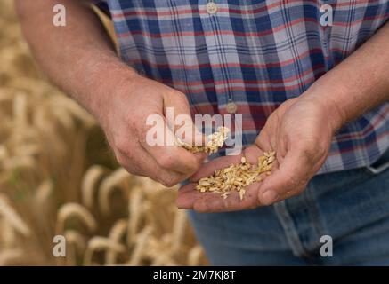 Dipartimento di Aveyron (Francia meridionale): Mani dell'agricoltore e orecchie di grano in estate. Coltivatore che controlla la maturità di spighe di grano prima del raccolto. Foto Stock