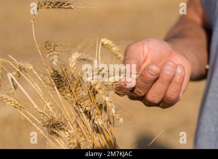 Dipartimento di Aveyron (Francia meridionale): Mani dell'agricoltore e orecchie di grano in estate. Coltivatore che controlla la maturità di spighe di grano prima del raccolto. Foto Stock