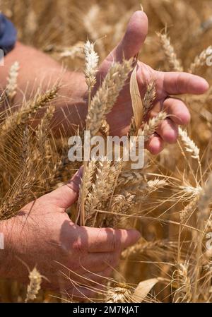 Dipartimento di Aveyron (Francia meridionale): Mani dell'agricoltore e orecchie di grano in estate. Coltivatore che controlla la maturità di spighe di grano prima del raccolto. Foto Stock