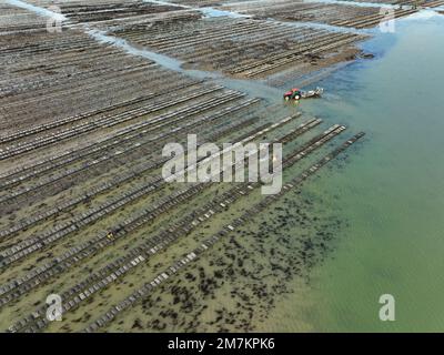 Blainville-sur-Mer (Normandia, Francia nord-occidentale): Vista aerea di una delle più importanti ostriche del dipartimento della Manica, con la bassa marea. Oyste Foto Stock