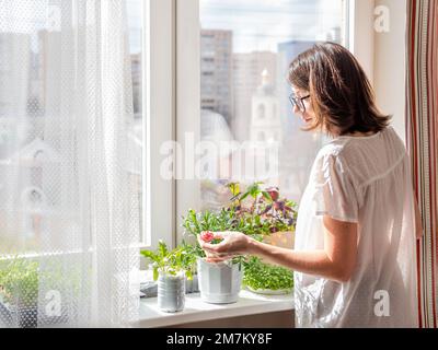 Donna sta annaffiare piante e microgreens sul windowsill. Coltivazione di basilico organico commestibile, rucola, microgredo di cavolo per una sana alimentazione. Garde Foto Stock