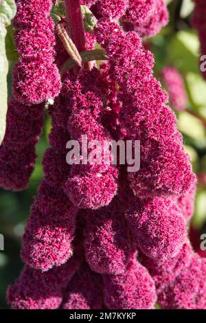 Fiore di autunno particolare di Amaranthus caudatus anche conosciuto come amore-bugie-sanguinante, pendente amaranto e fiore di tassel nel giardino britannico ottobre Foto Stock