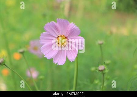 Cosmos fiori in natura, dolce, sfondo sfocato sfondo floreale, rosa chiaro e rosa intenso cosmo Foto Stock