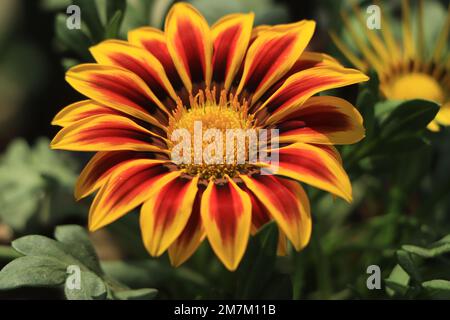 Primo piano del mazzo di fiori (strisce di tigre di Gazania) Foto Stock