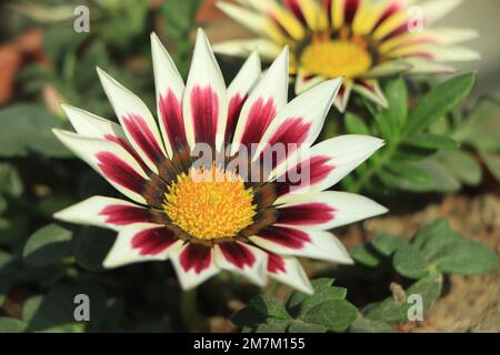 Gazania rigens (G. splendens) - fiore del tesoro, gazania costiera Foto Stock
