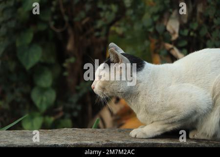 Bel gatto bianco con macchie nere Foto Stock