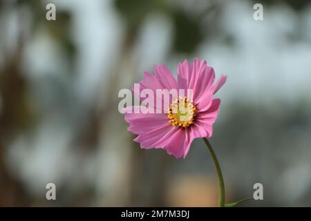 Fiori di colore rosa cosmo bloom splendidamente per la luce del mattino. Foto Stock