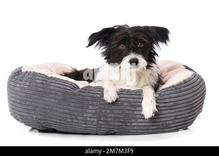Cane in polvere crested cinese sdraiato in un letto isolato su bianco e guardando alla macchina fotografica Foto Stock