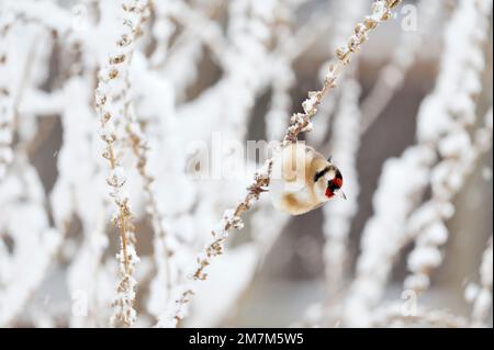 Goldfinch (Carduelis carduelis) arroccato su un fusto di una pianta morta in condizioni climatiche innevate, Berwickshire, Scottish Borders, Scozia, dicembre 2012 Foto Stock