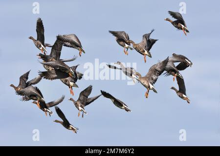 Groenlandia oche dalla facciata bianca (Anser albifrons flavirostris) che decolgono dal campo arabile di Loch Gruinart, RSPB Reserve, Isola di Islay, Ebridi Foto Stock