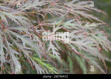 Fogliame estivo di acero giapponese Acer palmatum dissectum Garnet nel giardino del Regno Unito agosto Foto Stock