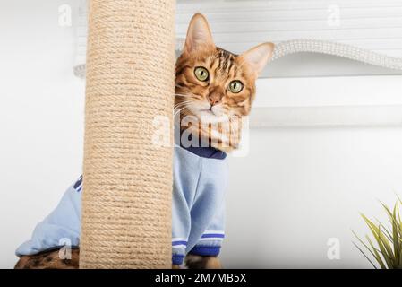 Il gatto domestico nei vestiti gioca con un albero del gatto nel paese. Foto Stock
