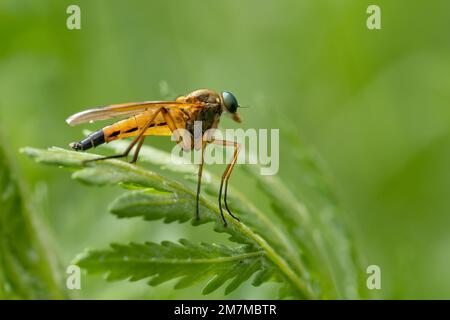 Bella scena naturalistica con la mosca Snipe (Rhagio scolopaceus). Macrofo di Snipe Fly (Rhagio scofilopaceus) sull'erba. Foto Stock