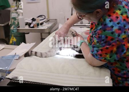 Kimberlie Ashford, tecnico veterinario, Area Support Group - Kuwait, sanitizza i testicoli di un gatto randagio in preparazione di una procedura di neutering a Camp Arifjan, Kuwait, 5 ottobre 2022. ASG - KU ha un programma per spruzzare o neutri, vaccinare e microchip prima di essere inviato a un rifugio o rilasciato sul campo Arifjan basato sul temperamento. Foto Stock