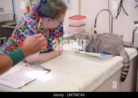 Kimberlie Ashford, tecnico veterinario, Area Support Group - Kuwait, parla con un gatto randagio in preparazione prima di una procedura di neutrizzazione a Camp Arifjan, Kuwait, 5 ottobre 2022. ASG - KU ha un programma per spruzzare o neutri, vaccinare e microchip gatti, prima di essere inviati a un rifugio o rilasciato sul campo Arifjan sulla base di temperamento. Foto Stock