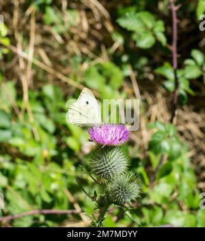 Farfalla bianca con venature verdi che si nutre sulla testa del cardo Foto Stock