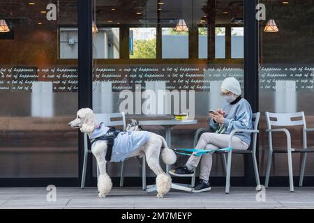 Giappone, Honshu, Tokyo, Lady con Poodle seduti fuori dal Coffee Shop Foto Stock