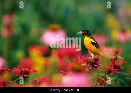 01611-07214 Baltimore Oriole (Icterus galbula) maschio su Gardenview Scarlet Bee Balm (Monarda didyma) in giardino fiorito, Marion Co. IL Foto Stock