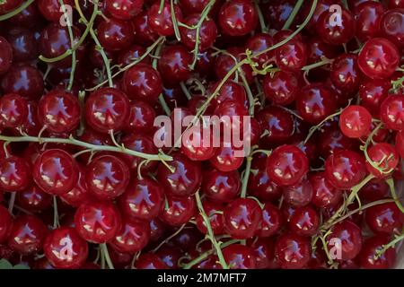 Fondo di frutta. Grappoli di ribes rosso primo piano, vista dall'alto. Primo piano con succosi bacche. Cibo ecologico sano Foto Stock
