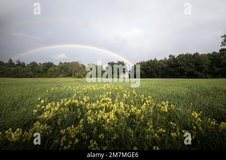 Arcobaleno su un prato estivo Foto Stock