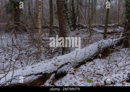 L'inizio dell'inverno, prima neve in una foresta decidua, albero morto coperto di neve Foto Stock