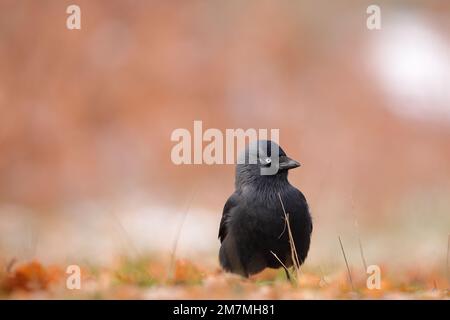 Il jackdaw occidentale (Coloeus monidula), conosciuto anche come il jackdaw eurasiatico, il jackdaw europeo, o semplicemente il jackdaw Foto Stock