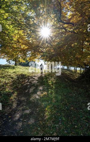 Europa, Germania, Germania meridionale, Baden-Württemberg, Albo svevo, Bissingen an der Teck, Foto Stock