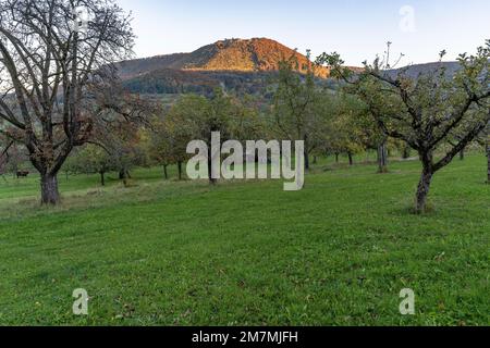 Europa, Germania, Germania meridionale, Baden-Wuerttemberg, Albo svevo, Bissingen an der Teck, Vista sul prato del frutteto nella forland dell'Alb Foto Stock