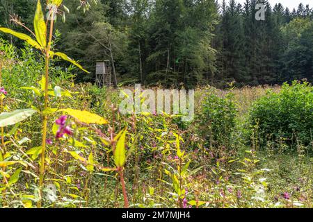 Europa, Germania, Germania meridionale, Baden-Wuerttemberg, regione di Schönbuch, alto sedile in un prato ai margini di una foresta Foto Stock