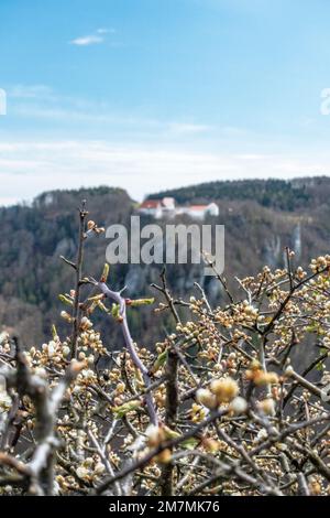 Europa, Germania, Germania meridionale, Baden-Wuerttemberg, Valle del Danubio, Sigmaringen, Beuron, Vista su un arbusto al Castello di Wildenstein Foto Stock