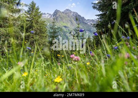 Europa, Austria, Tirolo, Alpi, Alpi Orientali, Ötztal Alpi, Pitztal, vista su un prato di montagna fiorente fino alla cresta del violino Foto Stock