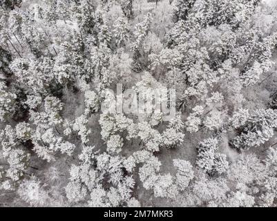 Europa, Germania, Germania meridionale, Baden-Württemberg, regione di Schönbuch, Steinenbronn, foresta invernale dalla vista dall'alto Foto Stock