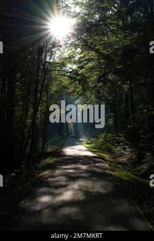 Europa, Germania, Germania meridionale, Baden-Wuerttemberg, Leinfelden-Echterdingen, Regione di Schönbuch, il sole cade su una strada di foresta scura Foto Stock