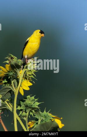 01640-03011 American Goldfinch maschio (Carduelis tristis) su girasole comune (Helianthus annuus) il Foto Stock
