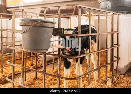 Vitello neonato, azienda casearia a Sterley Foto Stock