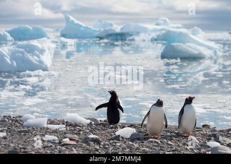 Pinguini Gentoo Pygoscelis papua in Neko Harbour Antartide Foto Stock