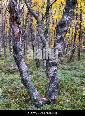 Europa, Germania, Assia, Riserva della Biosfera UNESCO Rhön, Parco Naturale Hessian Rhön, Riserva naturale 'Rotes Moor' vicino Gersfeld, alberi di betulla gnarled Foto Stock