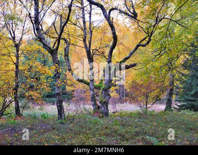 Europa, Germania, Assia, Riserva della Biosfera UNESCO Rhön, Parco Naturale Hessian Rhön, Riserva naturale 'Rotes Moor' vicino Gersfeld, alberi di betulla gnarled Foto Stock