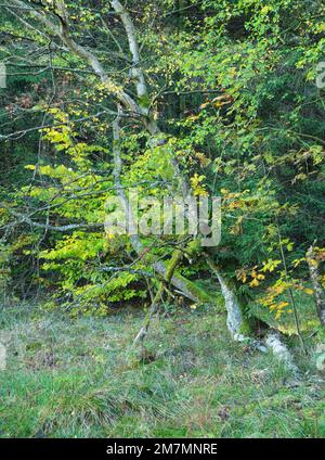 Europa, Germania, Baviera, Riserva della Biosfera UNESCO Rhön, Parco Naturale Bavarese Rhön, Riserva Naturale "Moro Nero" vicino Fladungen Foto Stock