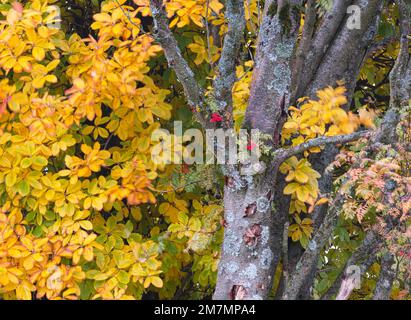 Europa, Germania, Baviera, Riserva della Biosfera UNESCO, Parco Naturale Bavarese Rhön, albero di rowan in autunno fogliame presso il fossato di ghiaccio vicino Fladungen Foto Stock