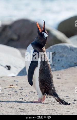 Pinguini Gentoo Pygoscelis papua in Neko Harbour Antartide Foto Stock