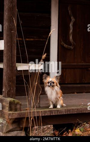 Chihuahua (con aria lunga) adulto, seduto, all'aperto, Finlandia Foto Stock