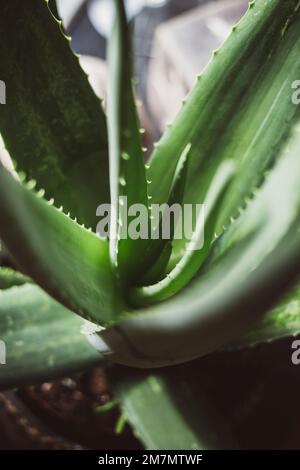 Close-up di un'aloe vera pianta Foto Stock